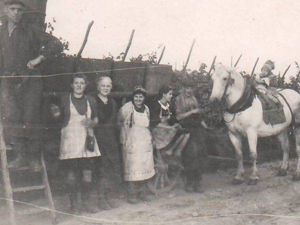 DOMAINE 2 600X450 | Greiner Schleret Le Domaine viticole Greiner Schleret Illzach 0