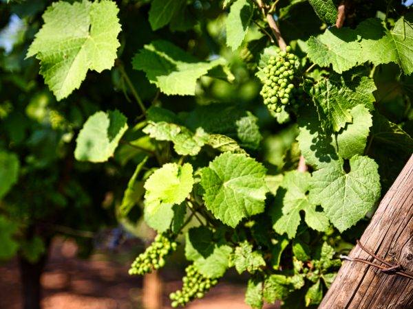 Le Domaine viticole Greiner Schleret Illzach 12