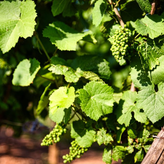 Photos page d’accueil Erstein 5