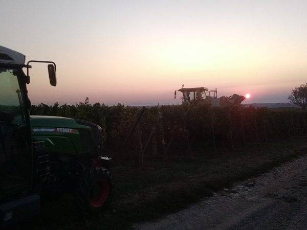 Le Domaine viticole Greiner Schleret Erstein 17