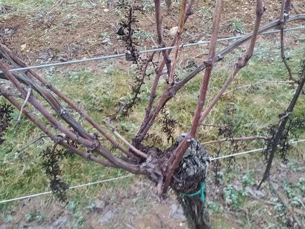 Le Domaine viticole Greiner Schleret Guebwiller 7