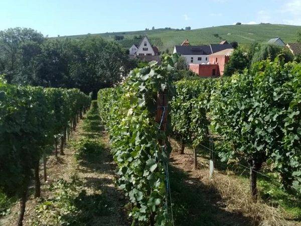 Le Domaine viticole Greiner Schleret Cernay 10