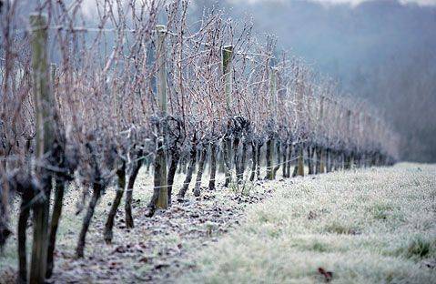 Le Domaine viticole Greiner Schleret Riedisheim 8