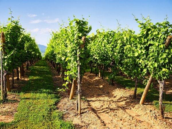 Le Domaine viticole Greiner Schleret Rixheim 15