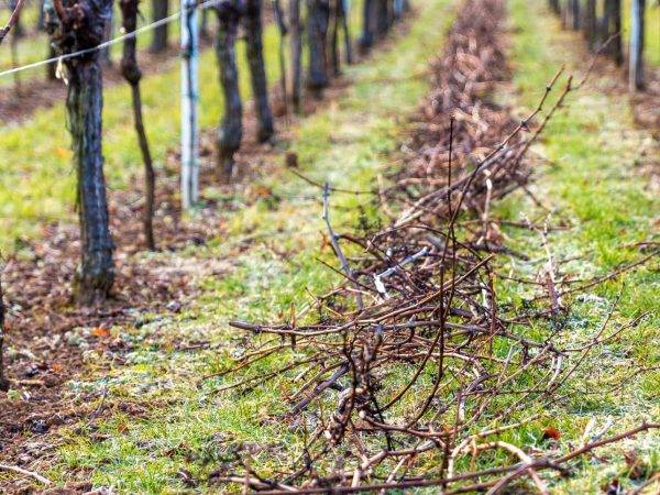 Le Domaine viticole Greiner Schleret Colmar 9