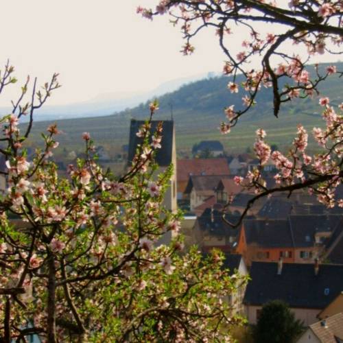 Les amandiers en fleurs à Mittelwihr Sélestat 0