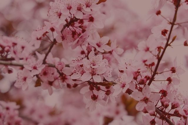 Les amandiers en fleurs à Mittelwihr Sélestat