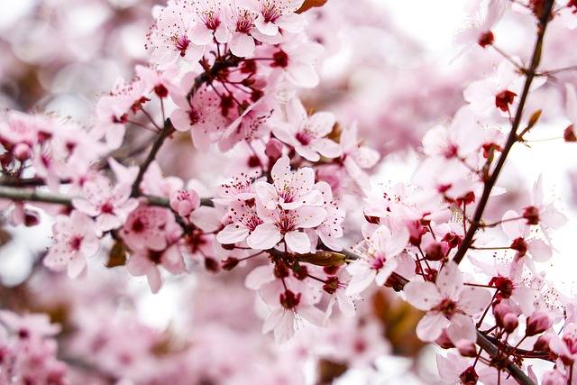 Les amandiers en fleurs à Mittelwihr Wittenheim 1