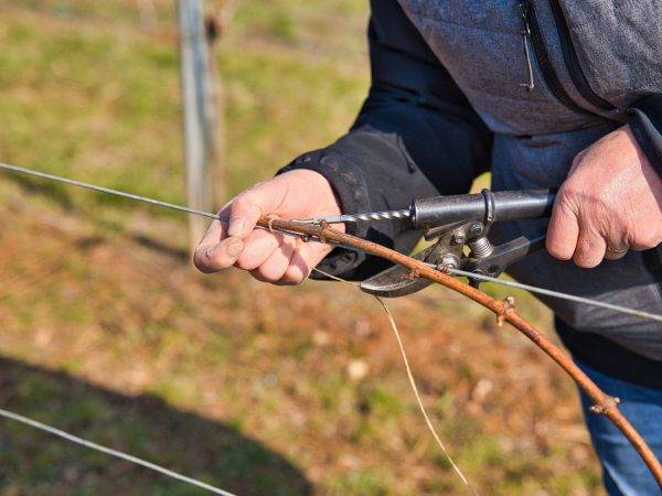 Les Travaux de la Vigne : le Liage Illzach 1