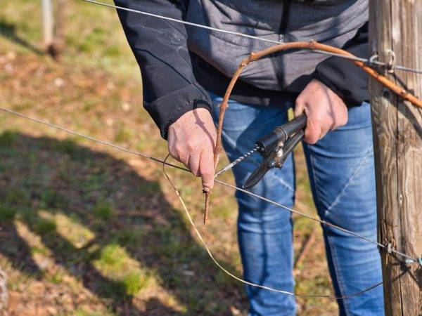 Les Travaux de la Vigne : le Liage Wittenheim 0