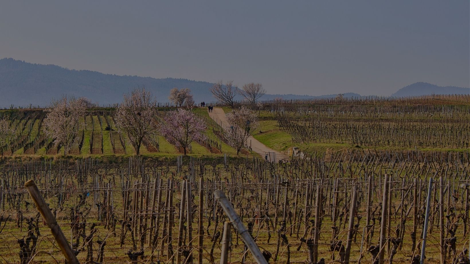 Les Travaux de la Vigne : le Liage Wittenheim