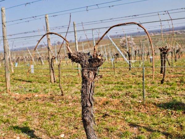 LIAGE 3 600X450 | Greiner Schleret Les Travaux de la Vigne : le Liage Sélestat 2