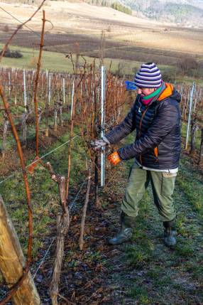 IMG_9136 | Greiner Schleret L’arrachage des bois Illzach 0