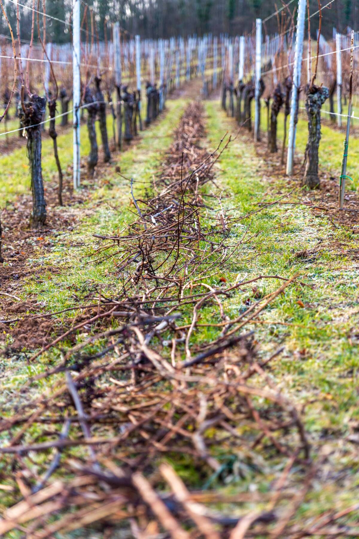 L&#8217;arrachage des bois Guebwiller 1