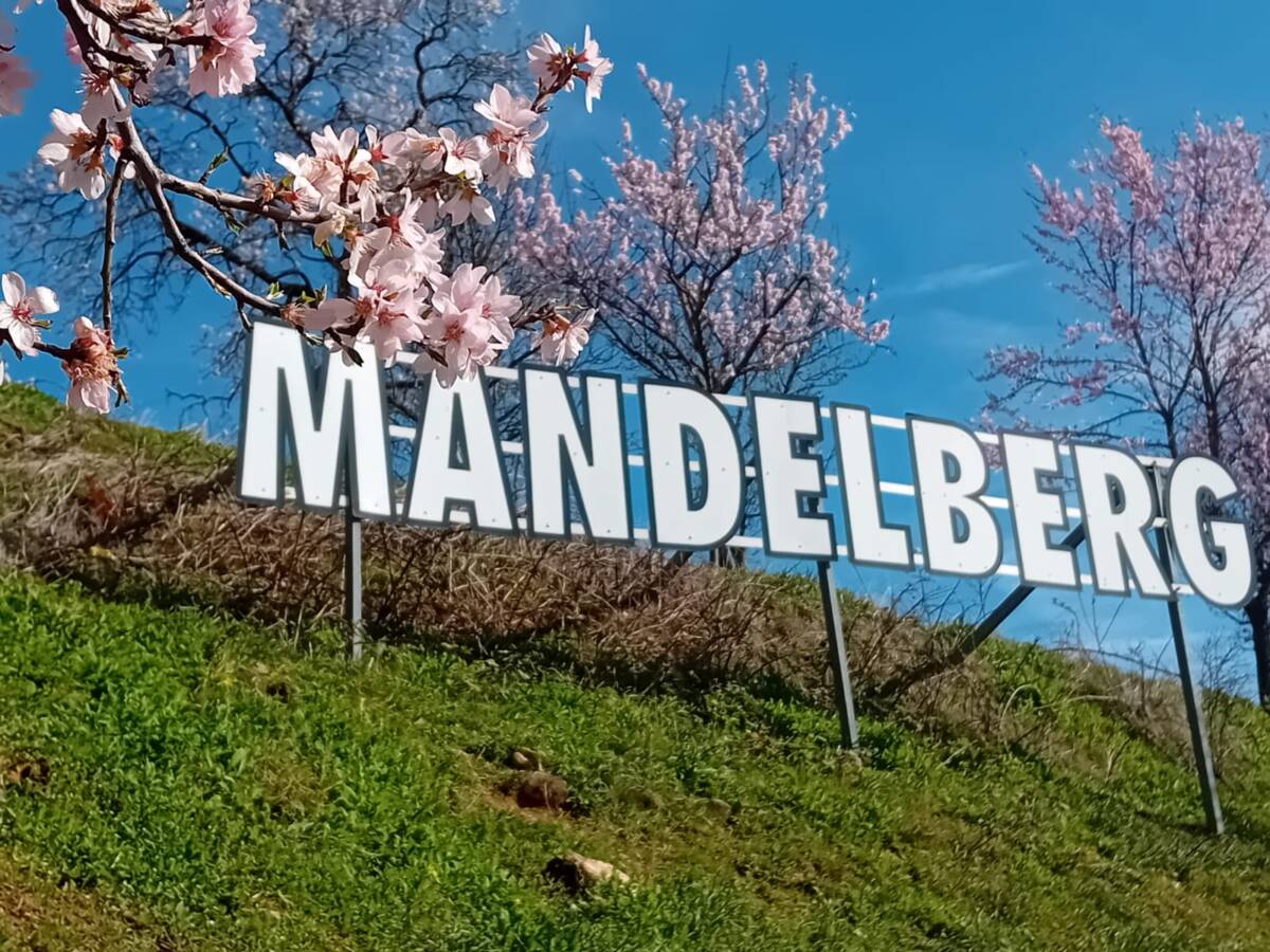 Les amandiers en fleurs Kingersheim