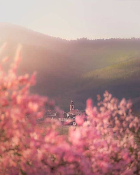 Les amandiers en fleurs Kingersheim 0