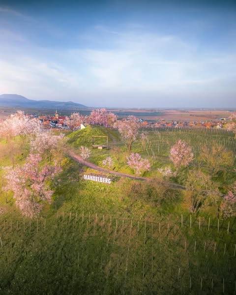 Les amandiers en fleurs Saint-Dié-des-Vosges 1