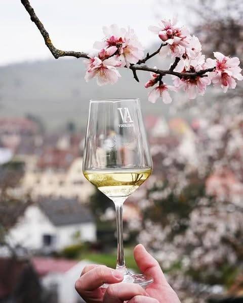 482072705_1055461083286649_5201164584742968139_N | Greiner Schleret Les amandiers en fleurs Colmar 2