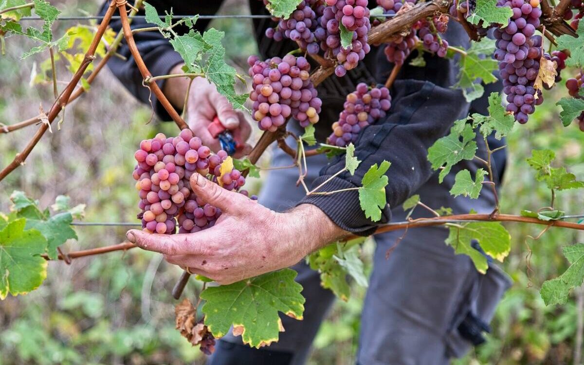 L’&OElig;notourisme Wittenheim