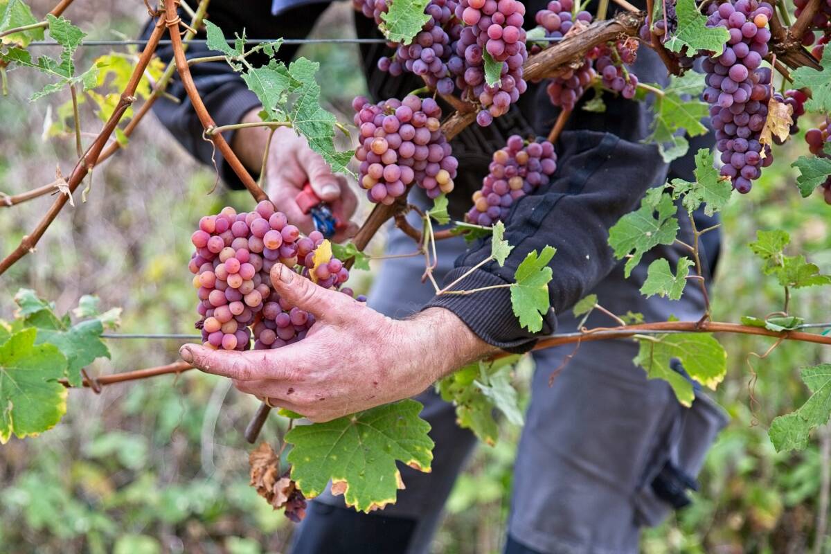 L’&OElig;notourisme Wittenheim