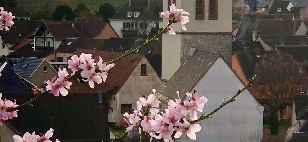 SCHLERET8 1080X500 | Greiner Schleret À propos du Domaine Greiner Schleret Cernay 2