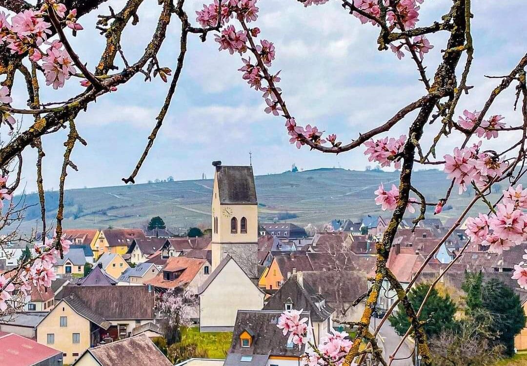 FB_IMG_1714339432012 1080X750 | Greiner Schleret À propos du Domaine Greiner Schleret Rixheim