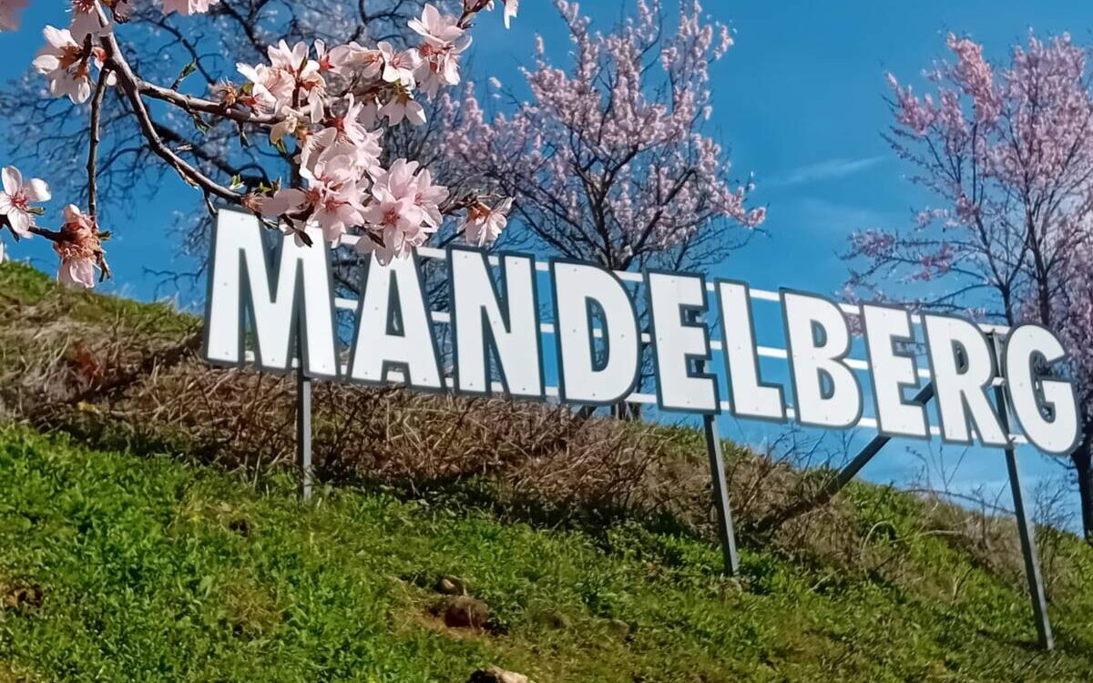 Les amandiers en fleurs Rixheim