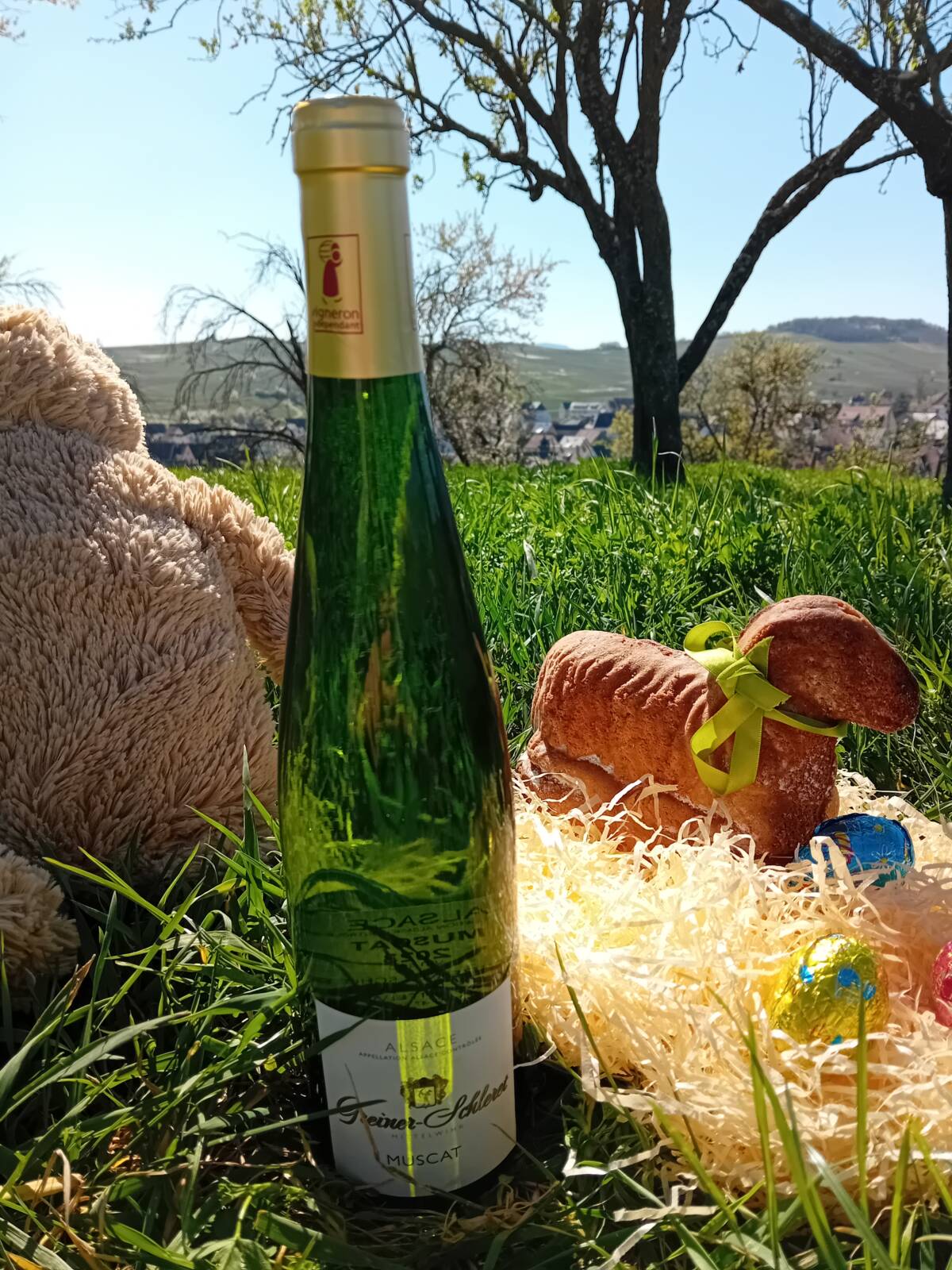 Le Muscat d’Alsace, la star du Printemps Erstein